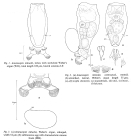 Anuraeopsis miracleae