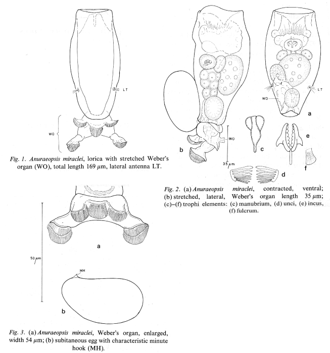 Anuraeopsis miracleae