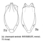 Anuraeopsis navicula