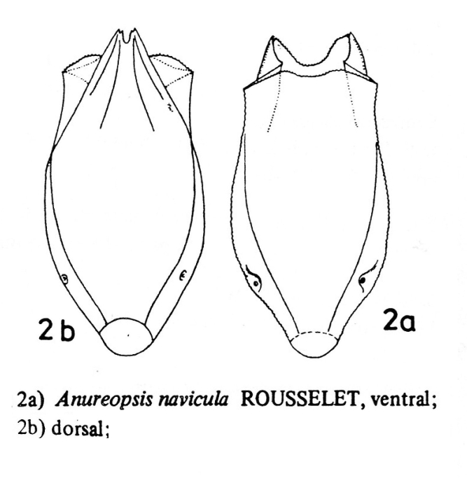 Anuraeopsis navicula