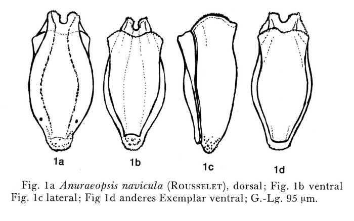 Anuraeopsis navicula