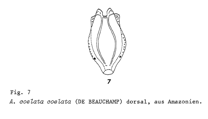 Anuraeopsis navicula