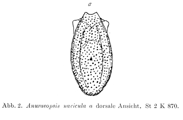 Anuraeopsis navicula