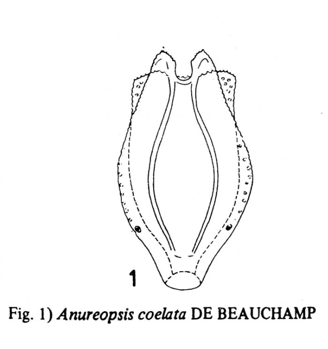 Anuraeopsis navicula