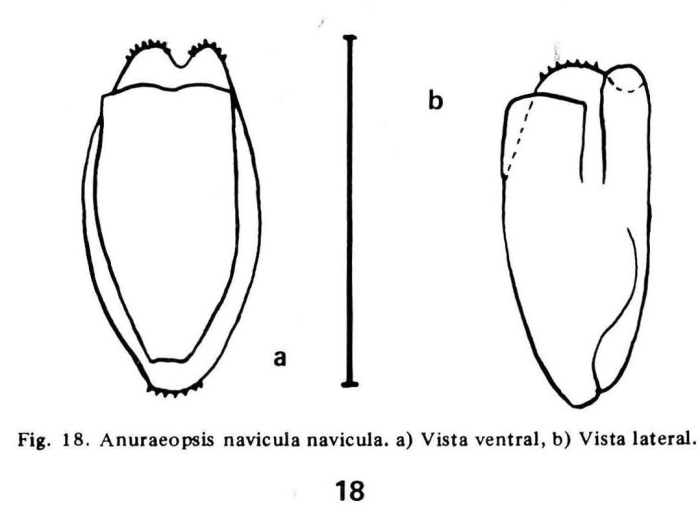 Anuraeopsis navicula