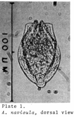 Anuraeopsis navicula