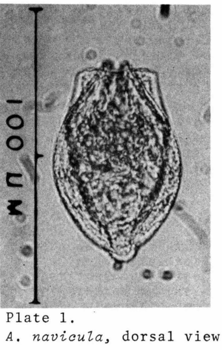 Anuraeopsis navicula