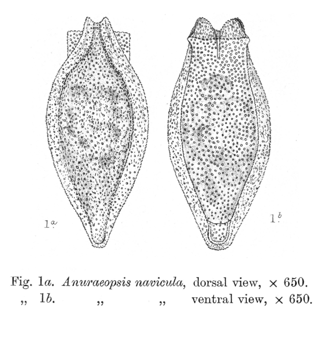 Anuraeopsis navicula - Original description image