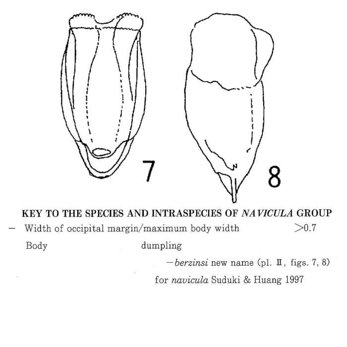 Anuraeopsis navicula berzinsi - Original description image