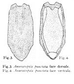 Anuraeopsis punctata - Original description image