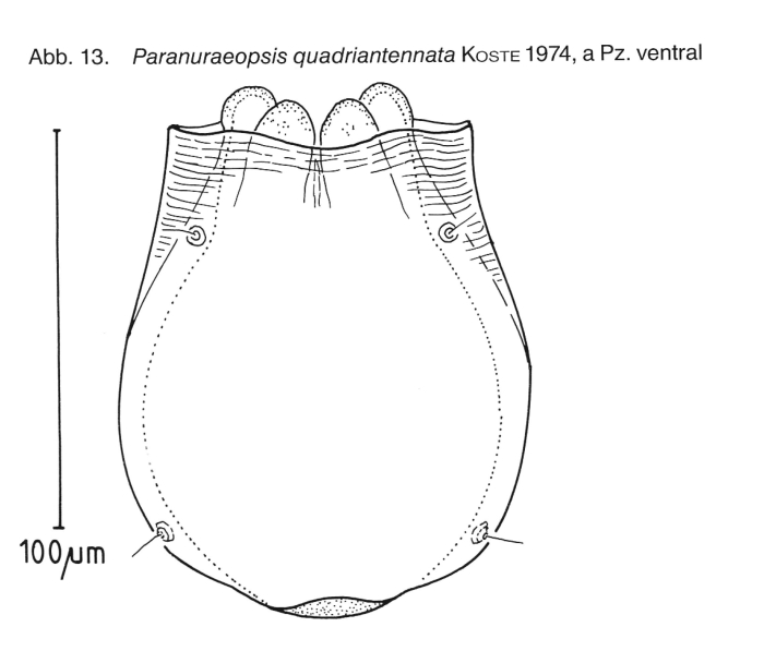 Anuraeopsis quadriantennata