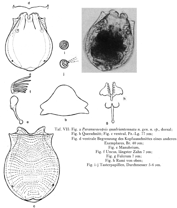 Anuraeopsis quadriantennata - Original description image