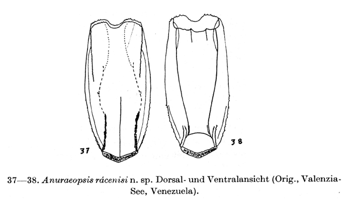 Anuraeopsis racenisi - Original description image