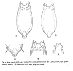 Anuraeopsis siolii - Original description image