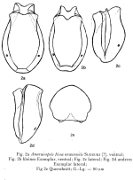 Anuraeopsis urawensis