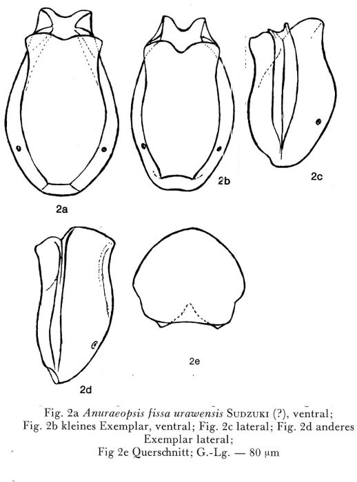 Anuraeopsis urawensis