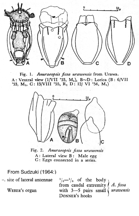 Anuraeopsis urawensis - Original description image
