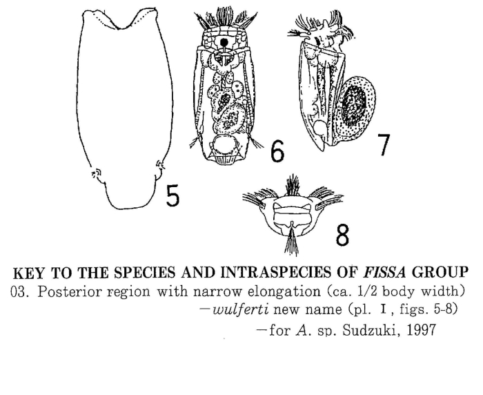 Anuraeopsis wulferti - Original description image