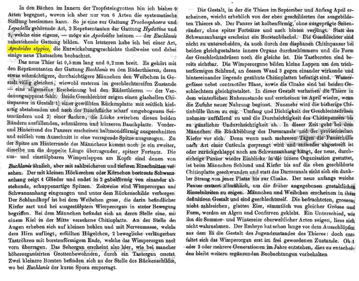 Apodoides stygius - Original description image