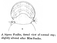 Apsilus bipera