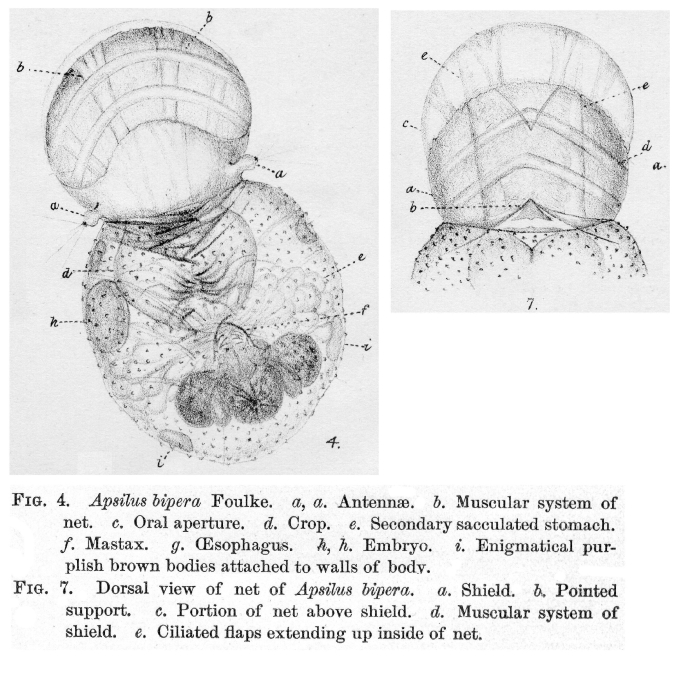 Apsilus bipera - Original description image