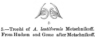 Apsilus lentiformis