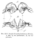 Apsilus lentiformis