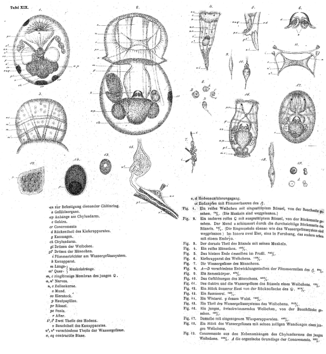 Apsilus lentiformis - Original description image