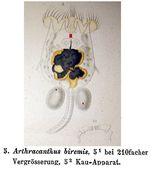 Arthracanthus biremis - Original description image