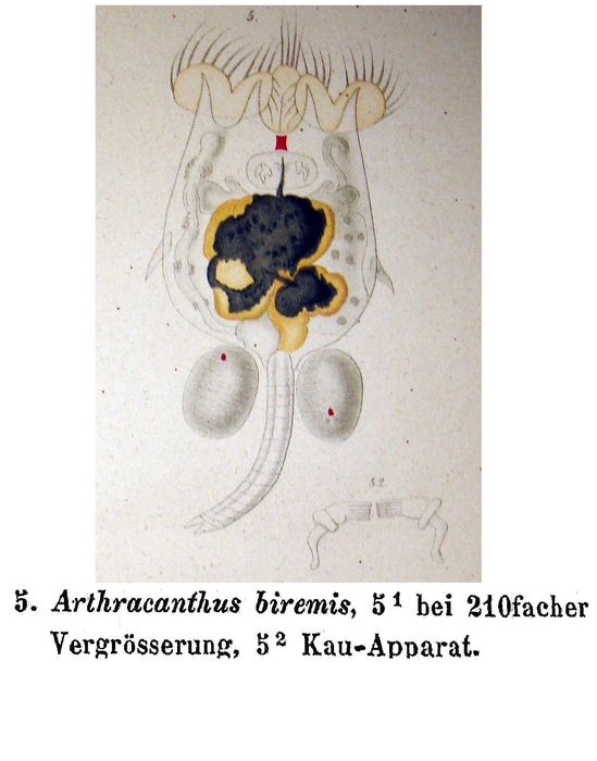 Arthracanthus biremis - Original description image