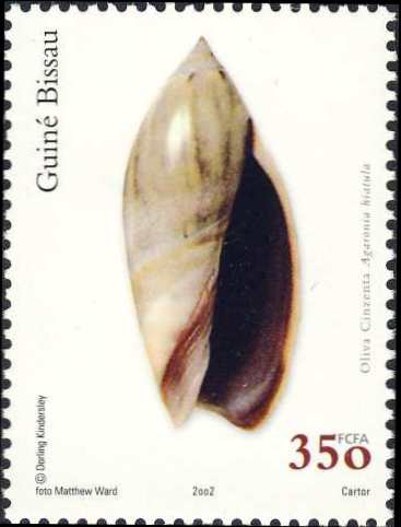 Agaronia hiatula Agaronia hiatula