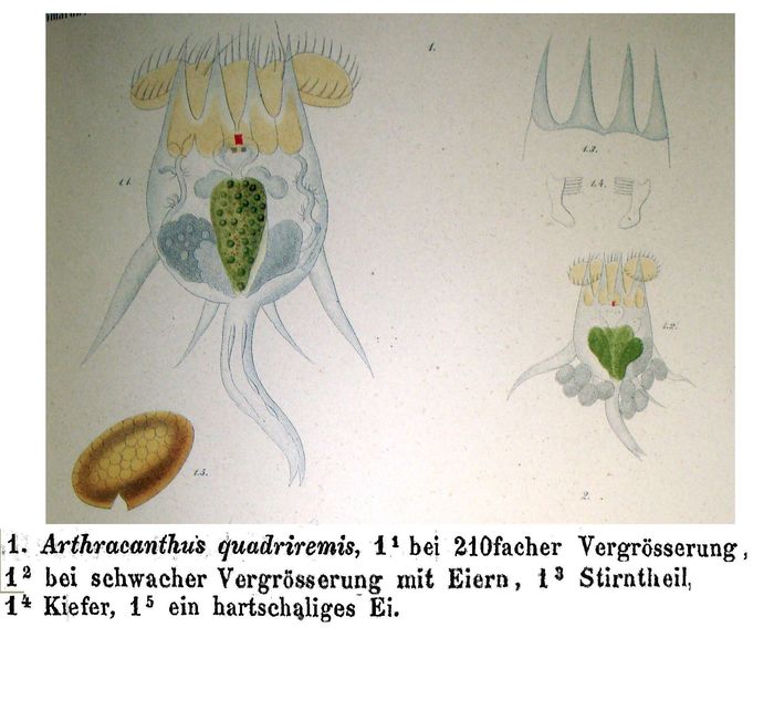 Arthracanthus quadriremis - Original description image