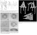 Asciaporrecta arcellicola - Original description image