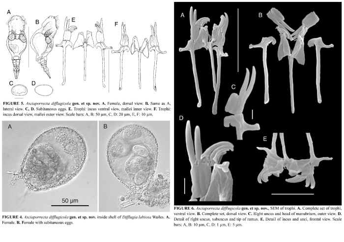 Asciaporrecta difflugicola - Original description image