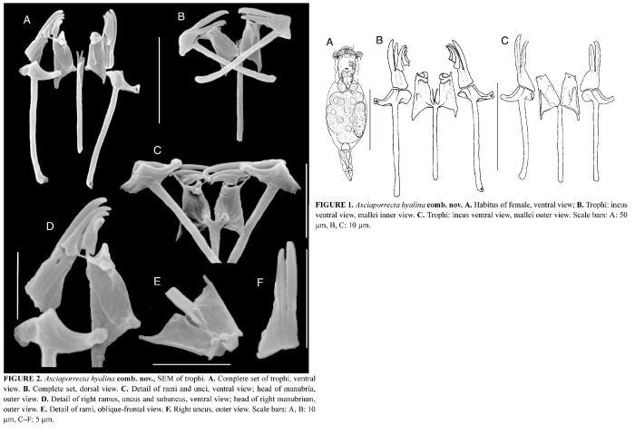 Asciaporrecta hyalina