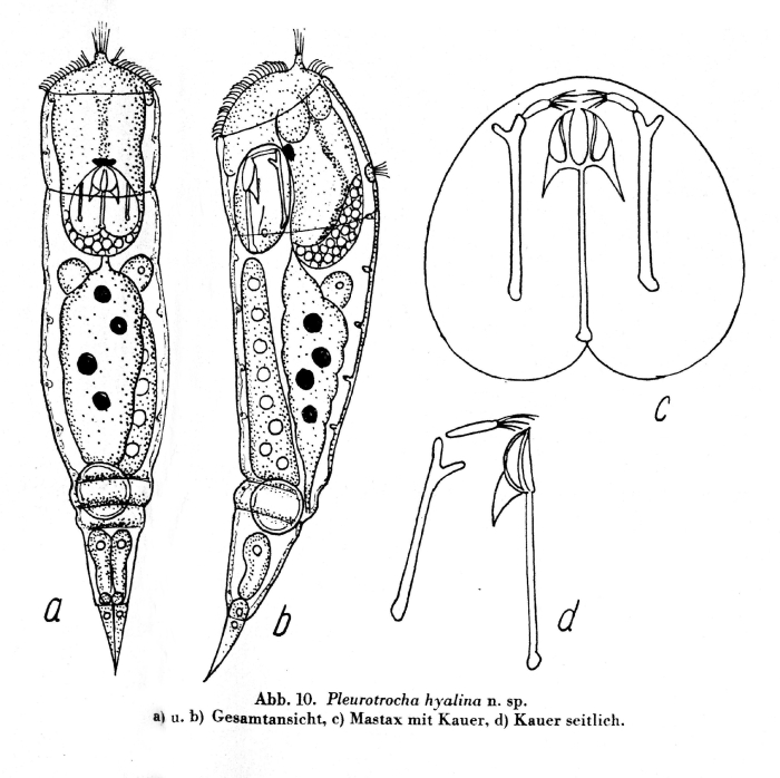 Asciaporrecta hyalina - Original description image