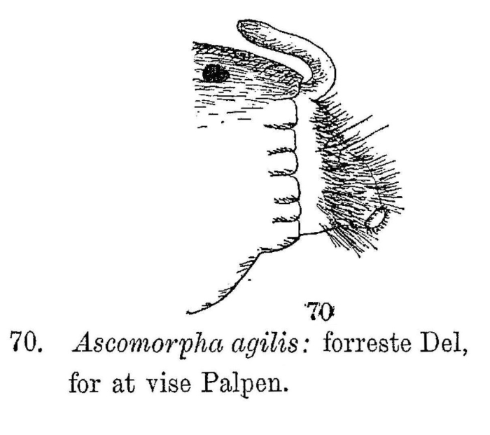 Ascomorpha agilis