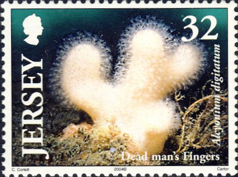 Alcyonium digitatum Alcyonium digitatum