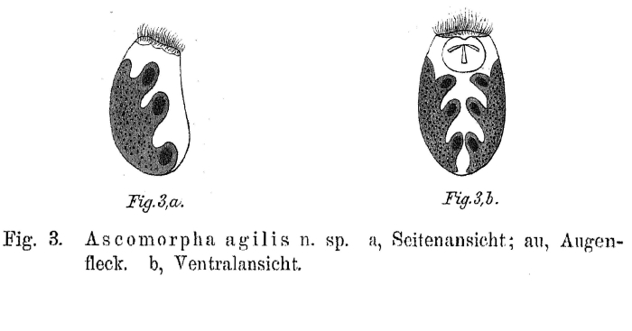 Ascomorpha agilis - Original description image