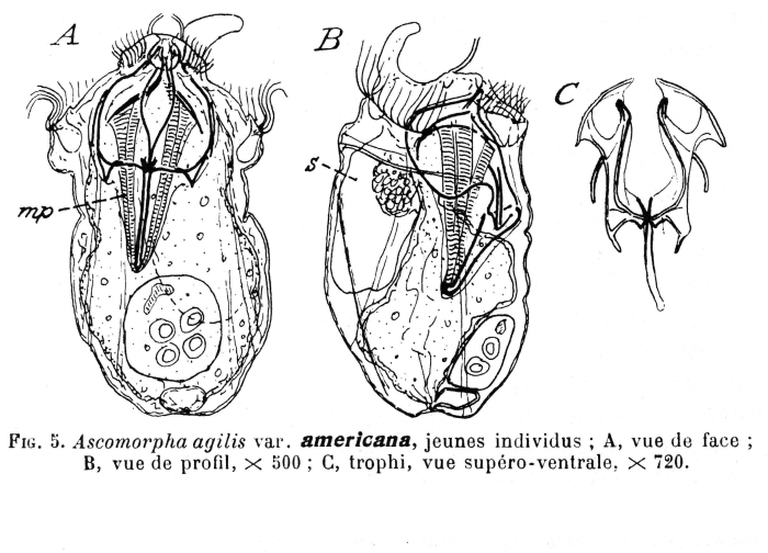 Ascomorpha agilis var. americana - Original description image