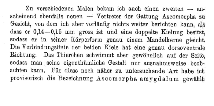 Ascomorpha amygdalum - Original description image