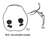 Ascomorpha ecaudis