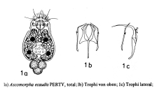 Ascomorpha ecaudis