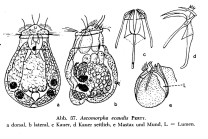 Ascomorpha ecaudis