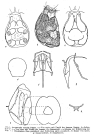 Ascomorpha ecaudis