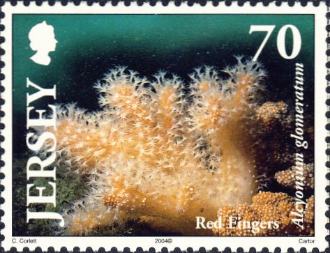 Alcyonium glomeratum Alcyonium glomeratum