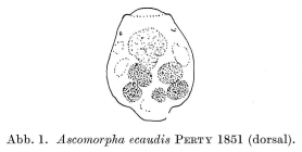 Ascomorpha ecaudis