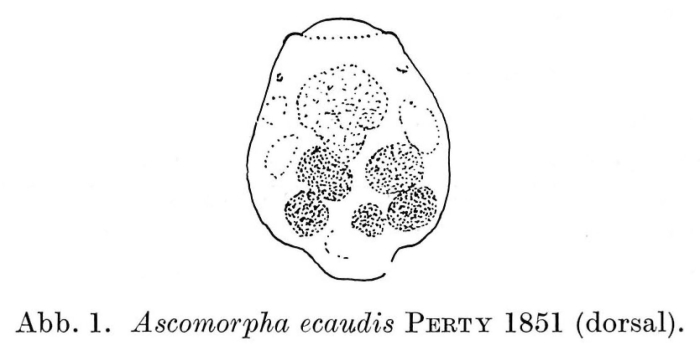 Ascomorpha ecaudis Ascomorpha ecaudis