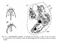 Ascomorpha ecaudis