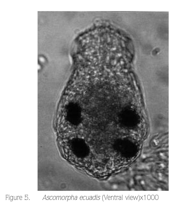 Ascomorpha ecaudis Ascomorpha ecaudis